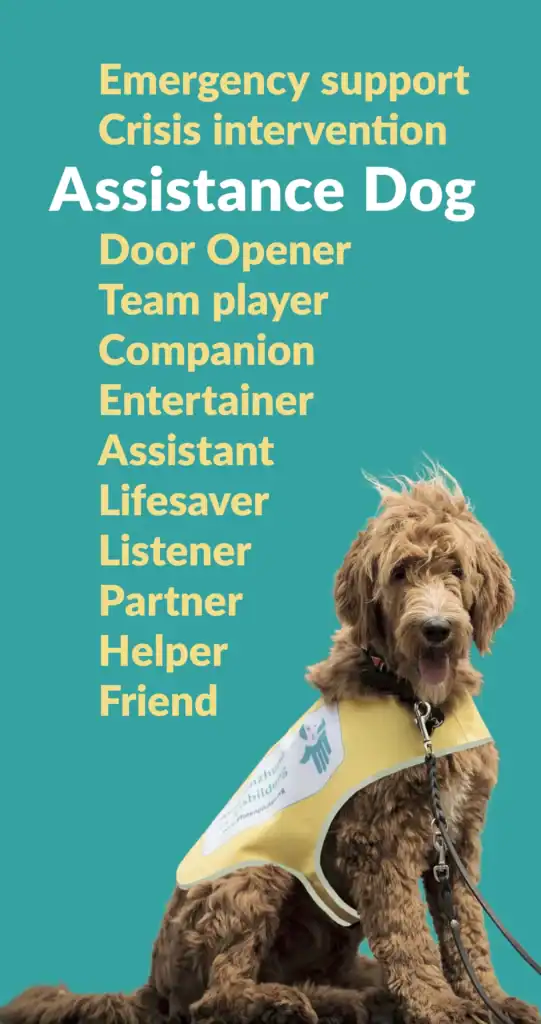 Assistancedog foundation performing various support roles for individuals in need.