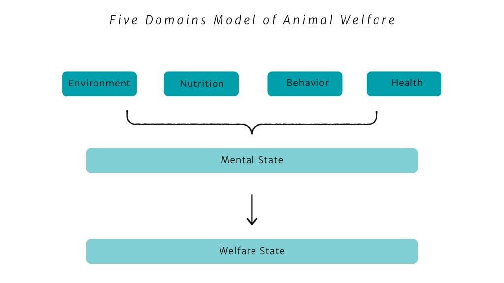 Assistance dog foundation training for service dogs promoting independence and safety for individuals with disabilities. Expert support enhances mobility and daily living skills.