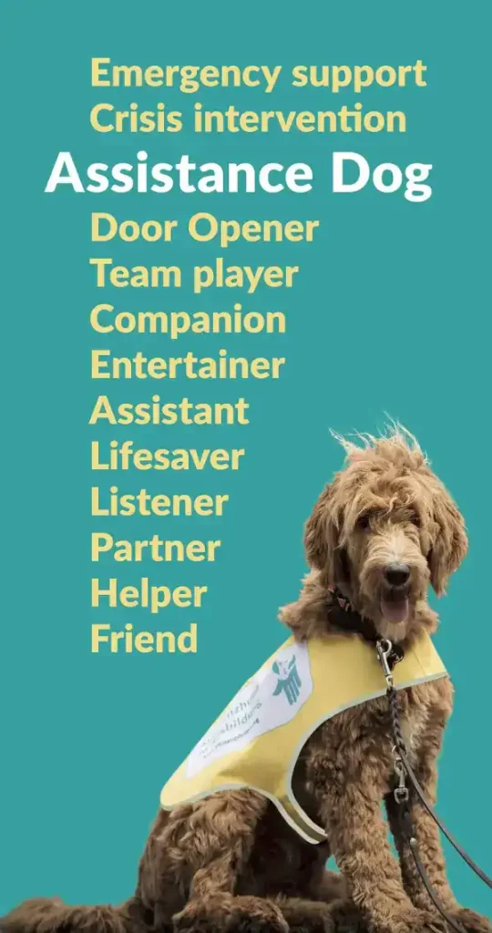 A light-coloured Labradoodle with a yellow dog vest sits in front of a green and blue background. The job descriptions of an assistance dog are listed in the background.