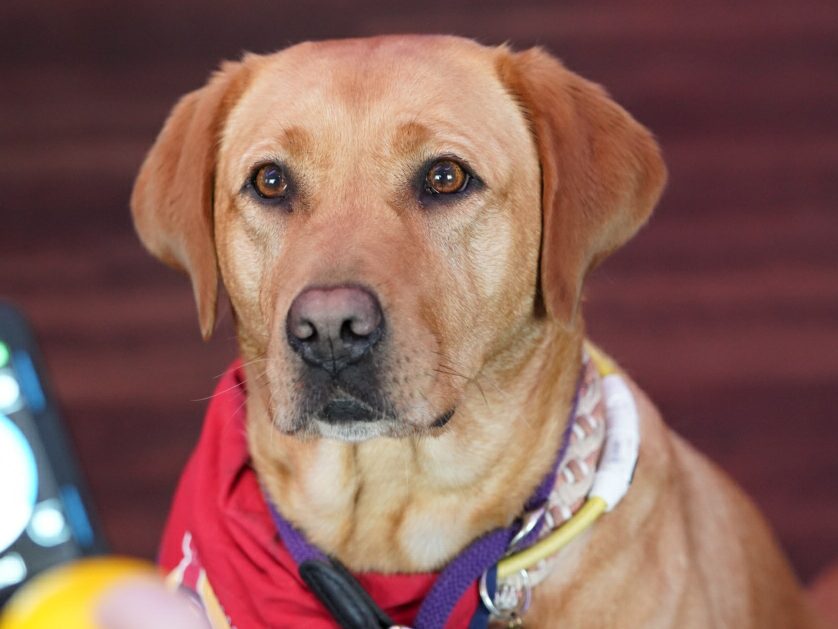 A trained assistance dog, wearing a harness and bell, sitting attentively, providing support and companionship for people with disabilities, essential for mobility and independence.