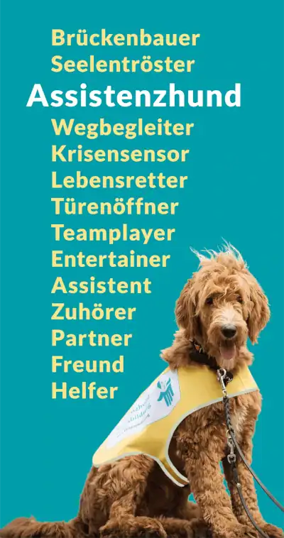 A light-coloured Labradoodle with a yellow dog vest sits in front of a green and blue background. The job descriptions of an assistance dog are listed in the background.