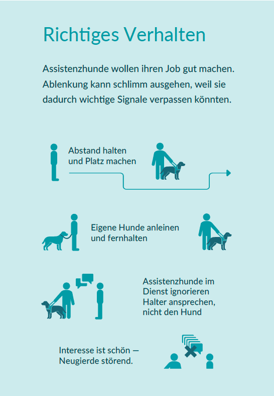 Keeping distance from assistance dogs promotes safety and focus in public settings.