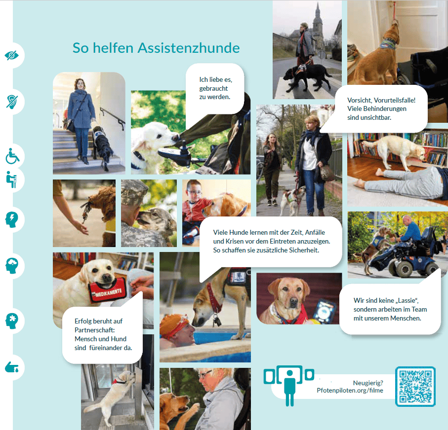 Helping people with disabilities using assistance dogs, service dogs for mobility, seizure alert, and emotional support, promoting safety and independence for individuals with disabilities.